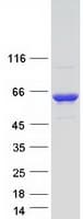 Human STK24 / MST3 Protein (Recombinant Myc-DDK (Flag))