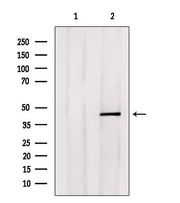 E2F4 Antibody