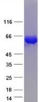 Human DPYSL2 / CRMP2 Protein (Recombinant Myc-DDK (Flag))