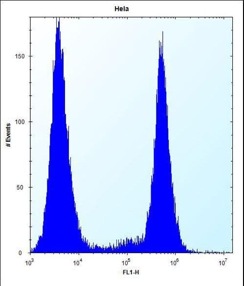 BRAF / B-Raf Antibody (Ser445)