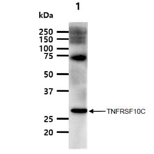 TRAIL-R3 / DCR1 Antibody (clone AT1E12)