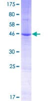 Human TM2D3 Protein (Recombinant GST)