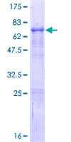 Human ELF3 / ESE1 Protein (Recombinant GST)