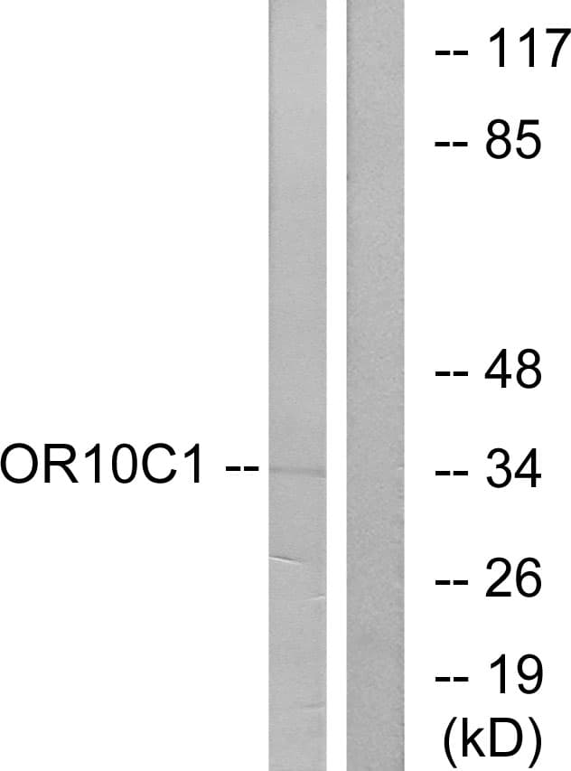 Polyclonal Rabbit anti-Human OR10C1 Antibody (aa61-110, WB)