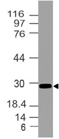 HOXB4 Antibody