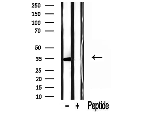 GOLPH3 Antibody