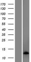 EXOC3-AS1 / C5orf55 Protein (Over-Expression Lysate Myc-DDK (Flag))