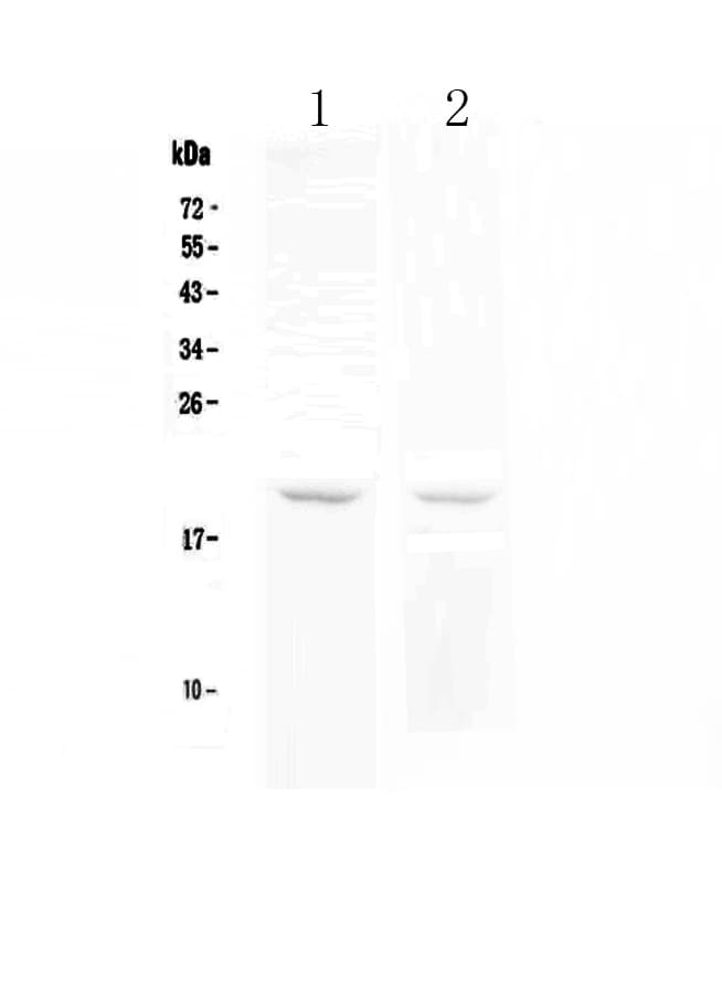 Polyclonal Rabbit anti-Mouse TNFRSF17 / BCMA Antibody (WB)