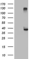 RASSF1 / RASSF1A Antibody (aa1-341, clone 8.00E+04, Carrier-free)