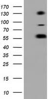 BTN1A1 Antibody (clone OTI1G9, Carrier-free)