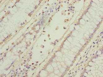 EFR3B Antibody
