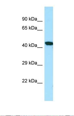 TNFAIP3 / A20 Antibody (aa357-406)