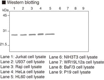 PathPlus™ PARK7 / DJ-1 Antibody (clone 3E8)
