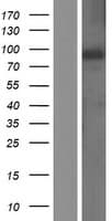 RGL1 / RGL Protein (Over-Expression Lysate Myc-DDK (Flag))