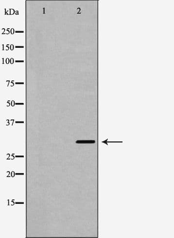 EMD / Emerin Antibody