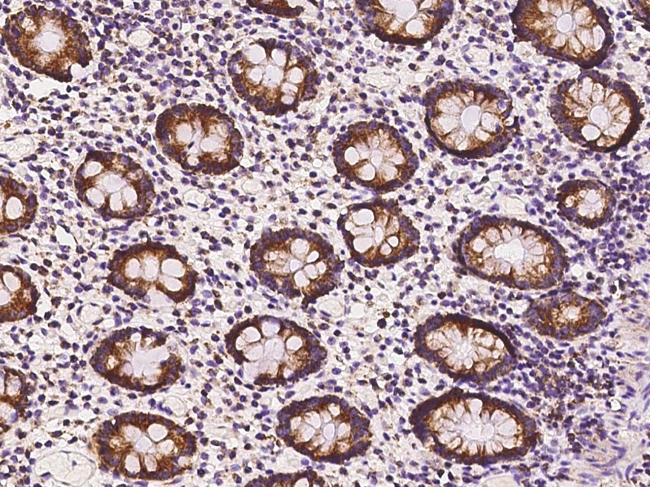 Polyclonal Rabbit anti-Human TXN2 / Thioredoxin 2 Antibody (Preservative Free, IHC, IF, WB)
