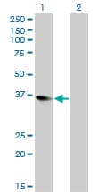 Monoclonal Mouse anti-Human ZFP36L1 Antibody (clone 1A3, WB)