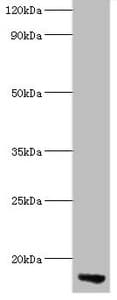 APOC3 / Apolipoprotein C III Antibody