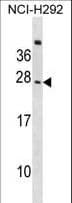 CD300C Antibody (aa195-224)