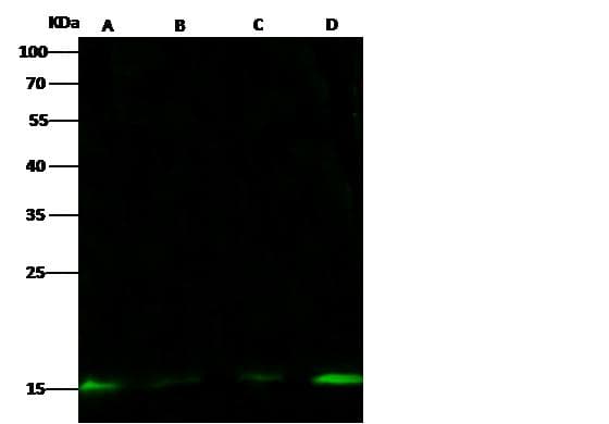 Polyclonal Rabbit anti-Human H2AFZ / H2A.z Antibody (Preservative Free, IF, WB)