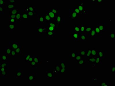 H1F0 Antibody