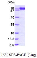 Human PDIA4 / ERP72 Protein (Recombinant His)