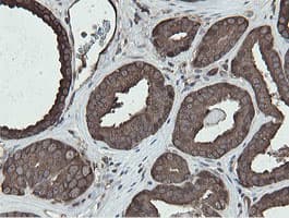 MIPEP Antibody (aa174-516, clone OTI5E7, Carrier-free)