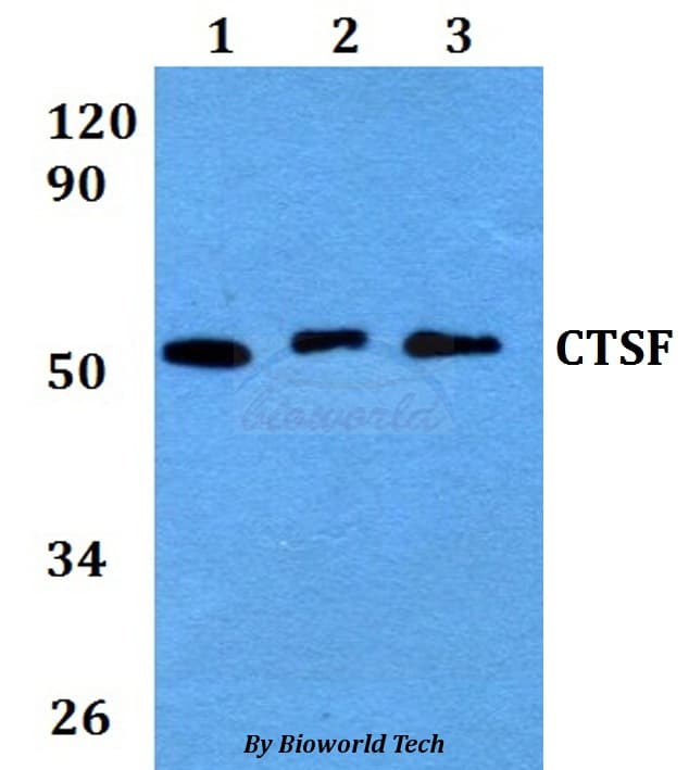 CTSF / Cathepsin F Antibody