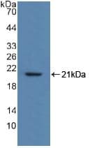 MYL2 Antibody (aa2-159)
