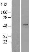 UBA3 / UBE1C Protein (Over-Expression Lysate Myc-DDK (Flag))