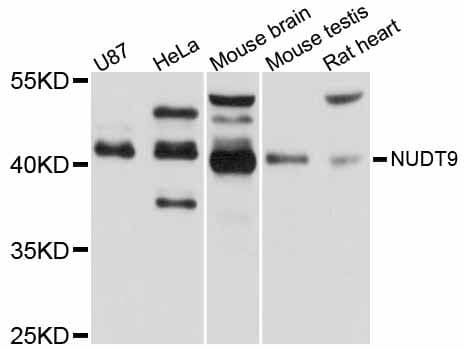 NUDT9 Antibody