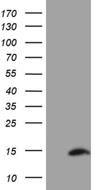 SH3BGRL Antibody (clone OTI8F7)