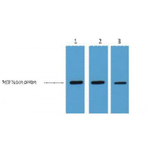 MBP Tag Antibody (clone 7G2)