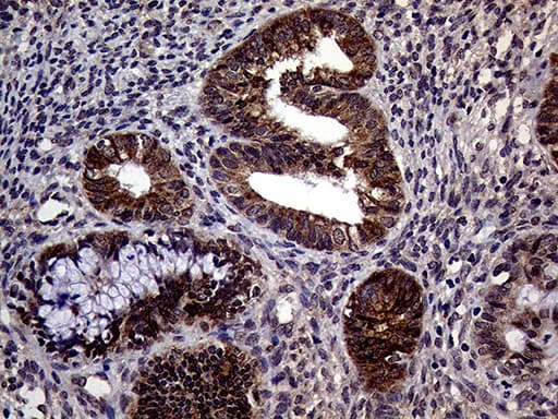 Monoclonal Mouse anti-Human STX18 / Syntaxin 18 Antibody (clone OTI3D7, aa1-285, IHC, WB)