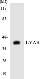 LYAR Antibody (aa234-283)