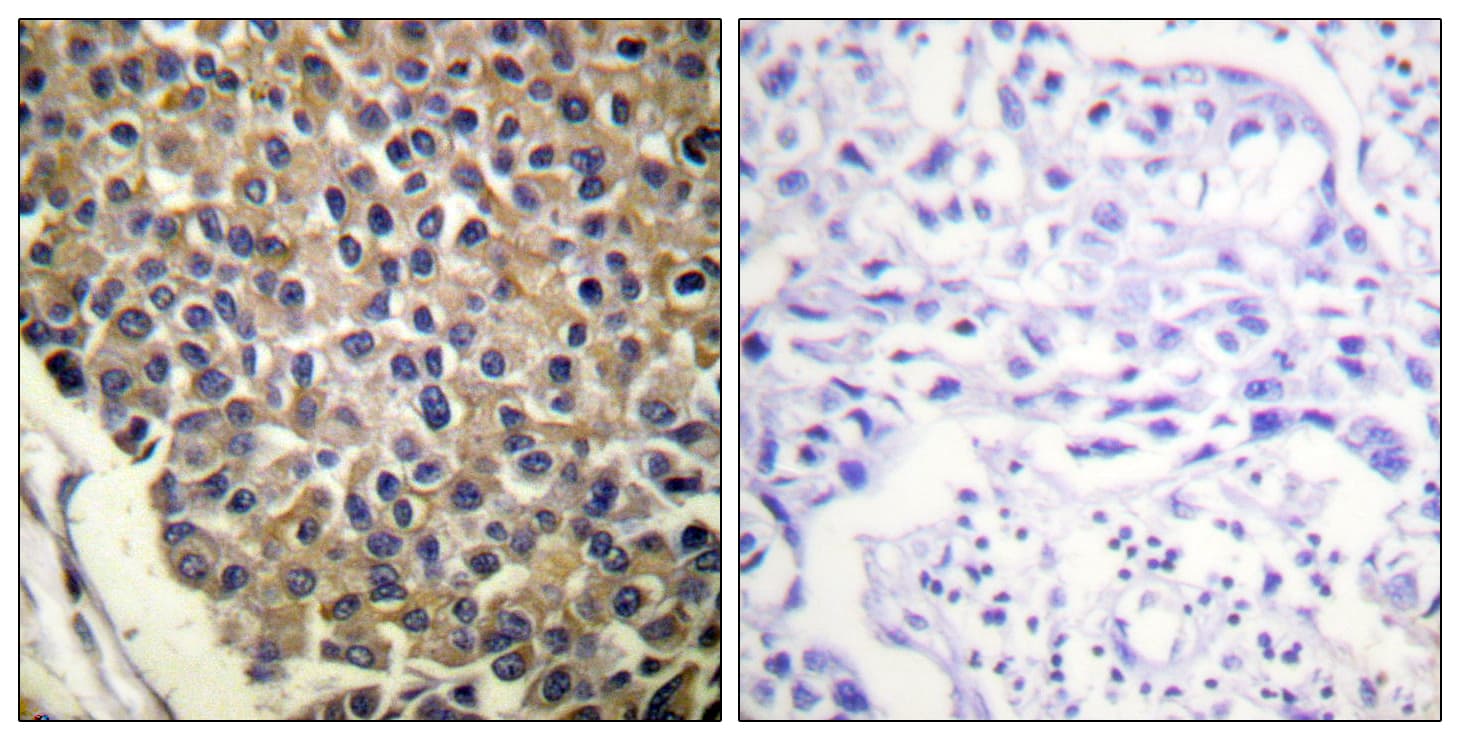Polyclonal Rabbit anti-Human CXCR2 Antibody (phospho-Ser347, IHC, IF, WB)