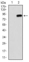IHC-plus™ Monoclonal Mouse anti-Human NT5E / eNT / CD73 Antibody (clone 4G6B10, aa30-250, IHC, WB)