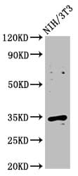 CCND2 / Cyclin D2 Antibody (aa1-289)