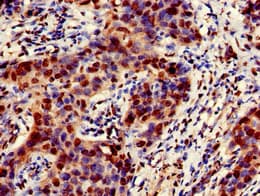 EMD / Emerin Antibody