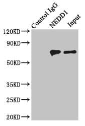 NEDD1 Antibody