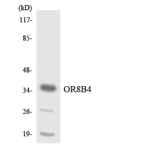 Polyclonal Rabbit anti-Human OR8B4 Antibody (aa253-302, WB)