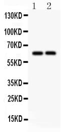SLC22A2 Antibody (aa524-555)