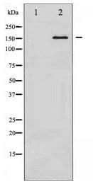 EGFR Antibody