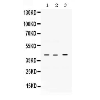 VEGFD Antibody (aa89-205)