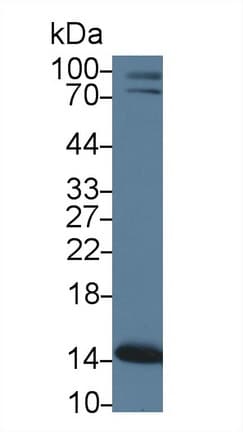 PHPT1 Antibody (aa1-124)
