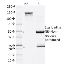 GAD65 Antibody (clone GAD2/1960, Azide-free, BSA-free)