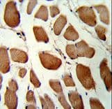 GSTO1 Antibody (aa126-155)