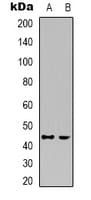 CDK15 / ALS2CR7 Antibody (Internal)