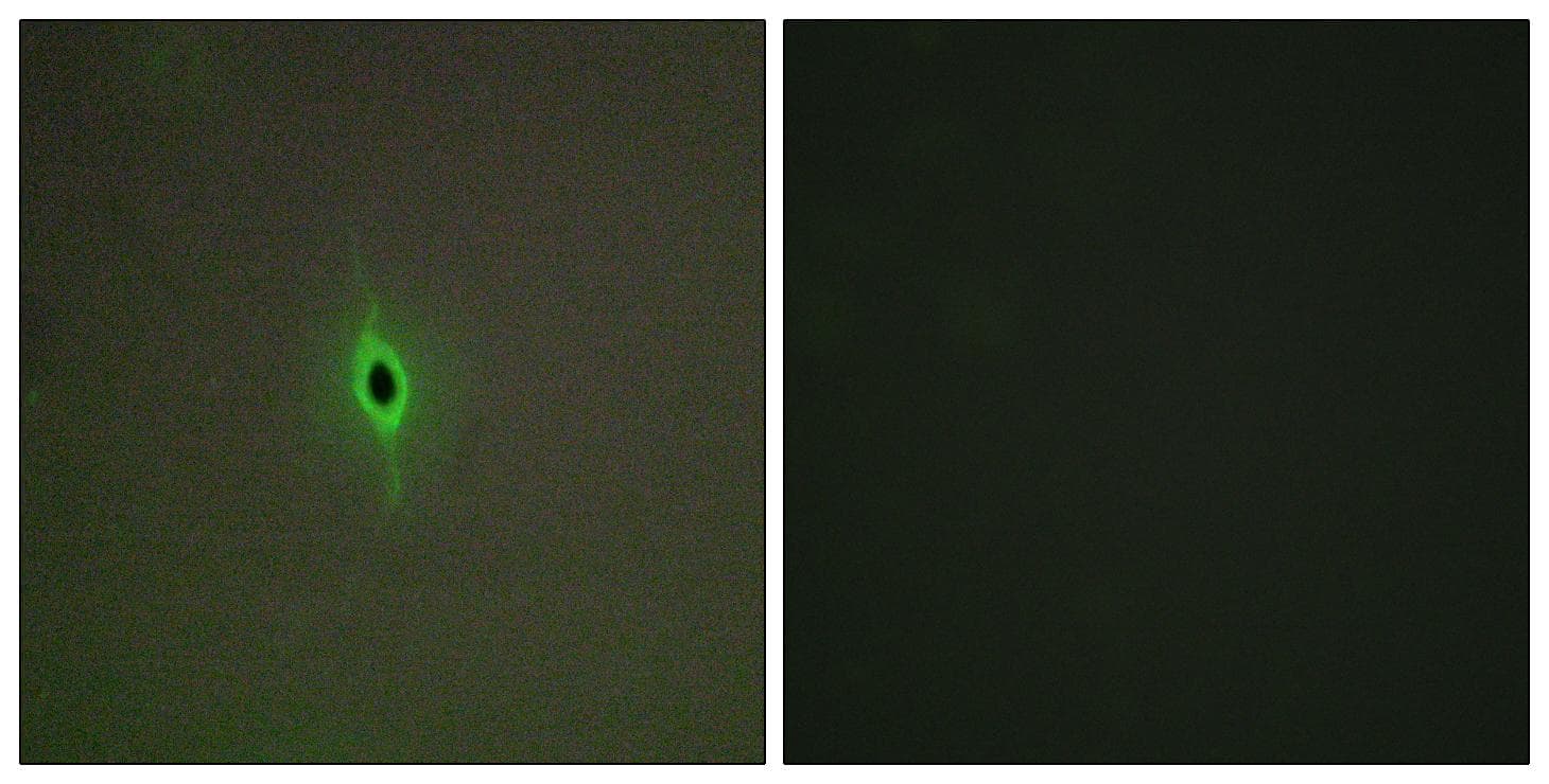 HTR2C / 5-HT2C Receptor Antibody