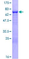 Human CYTH2 / Cytohesin 2 Protein (Recombinant GST)